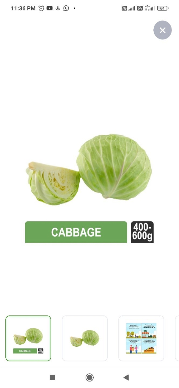 Cabbage (Patta Gobhi)