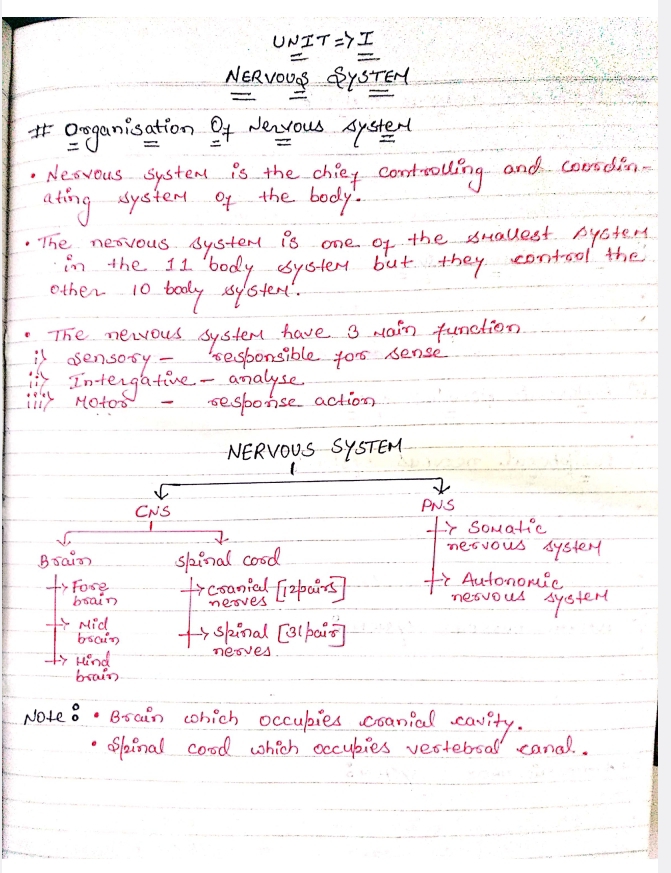 Human Anatomy And Physiology -2 B.Pharmacy 2nd Semester Handwritten Notes