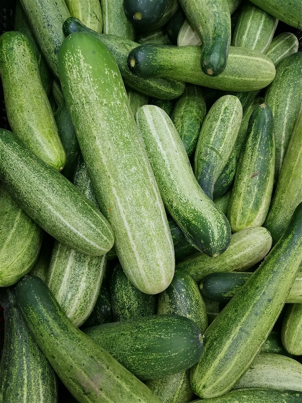 Cucumbers (Kheera) - 500gm