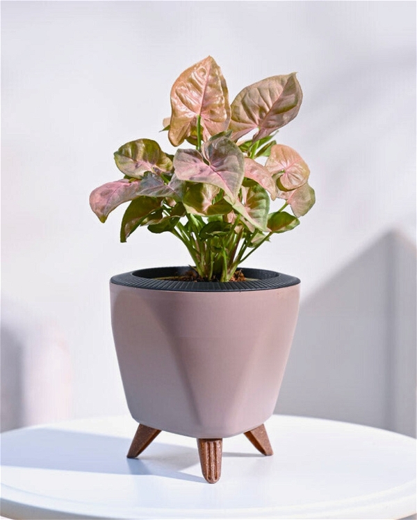 TGW Syngonium Pink Plant  With Self Watering Lagos Planter - Mocca