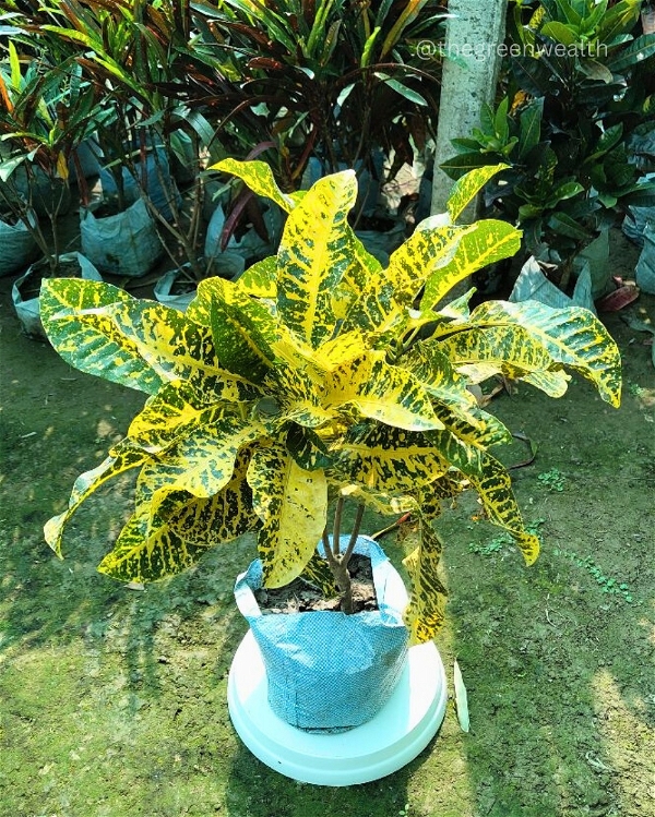 Croton Gold Star  - 10 Inch Grow Planter