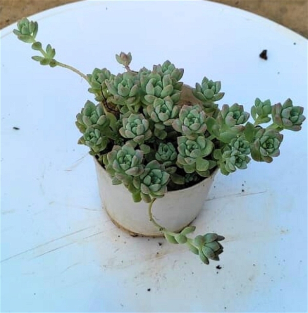  Succulent in 3 Inch Grow Planter