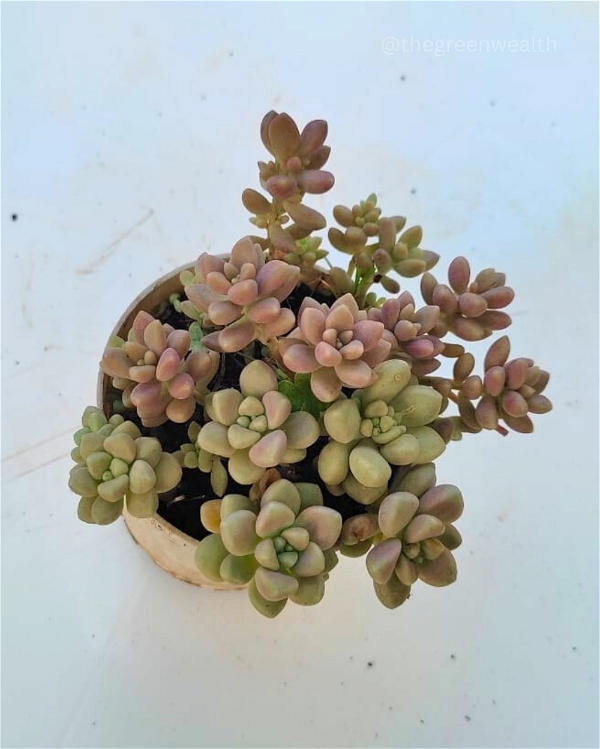 Succulent in 3 Inch Grow Planter