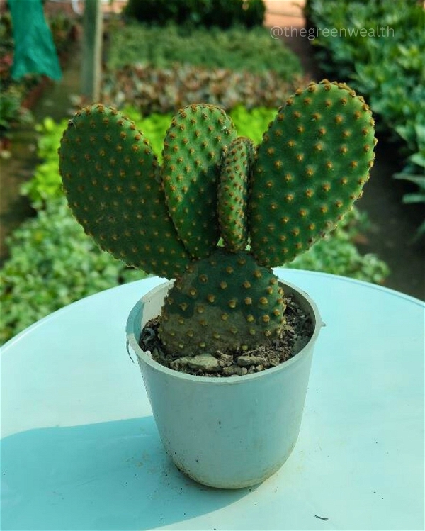  Bunny Ear Cactus in 3 Inch Grow Planter