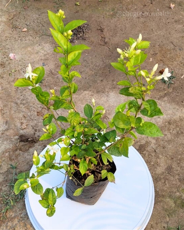 Mogra / Motia Jasmine in Grow Bag