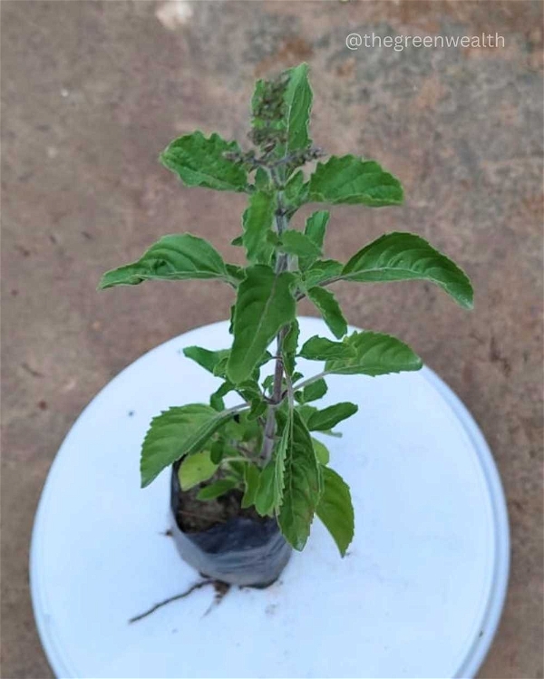 Rama Tulsi Plant - 3 Inch Grow Bag