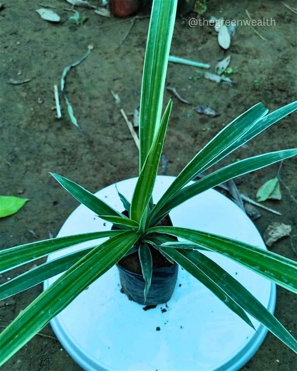 Spider Plant - 4 Inch Grow Bag