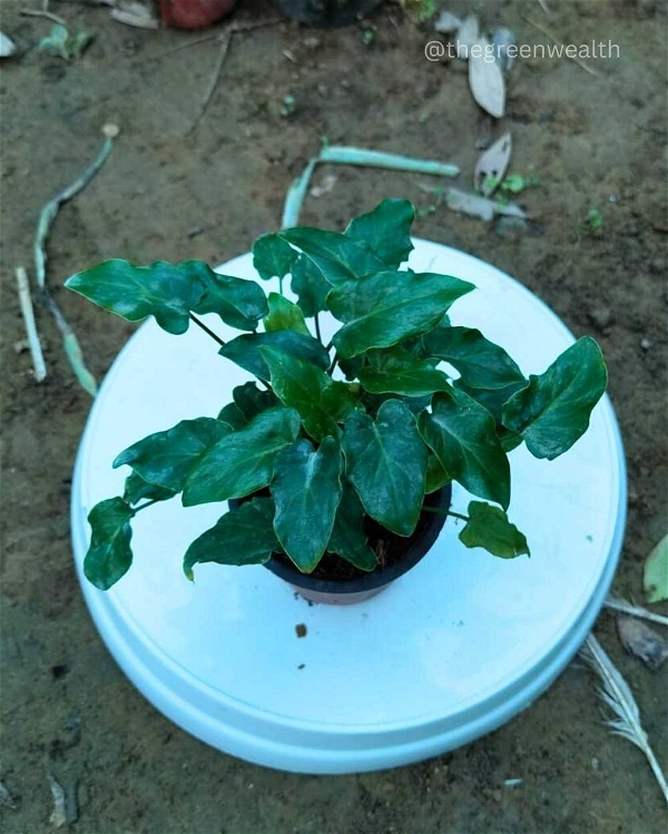 Dwarf Green Xanadu Plant - 4 Inch Grow Pot