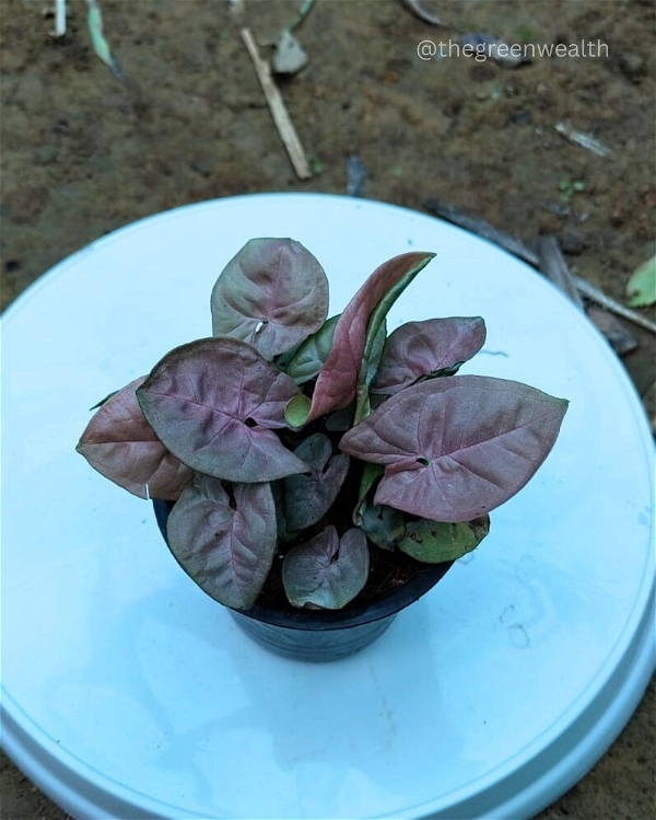 Pink Syngonium Dwarf - 4 Inch Grow Planter
