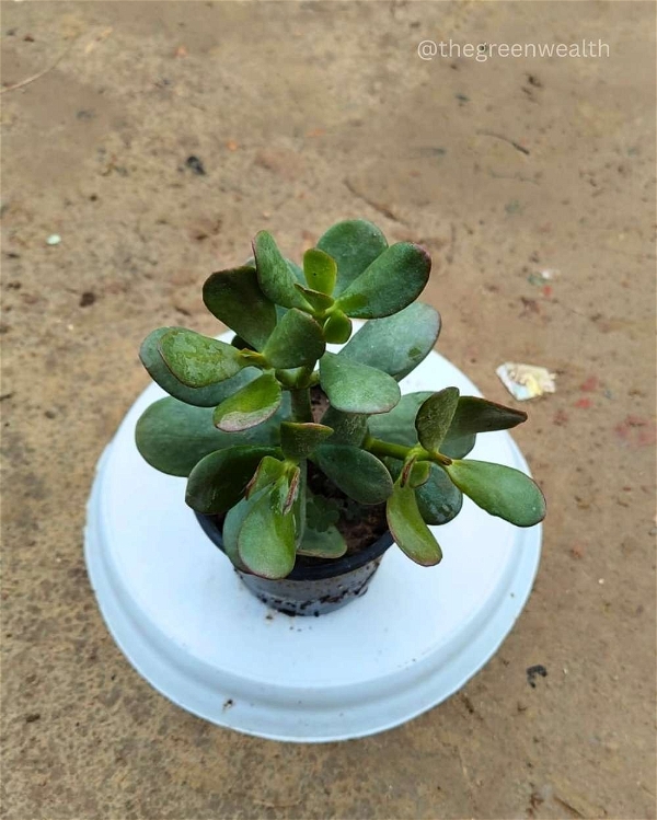 Crassula Plant - 4 Inch Grow Planter