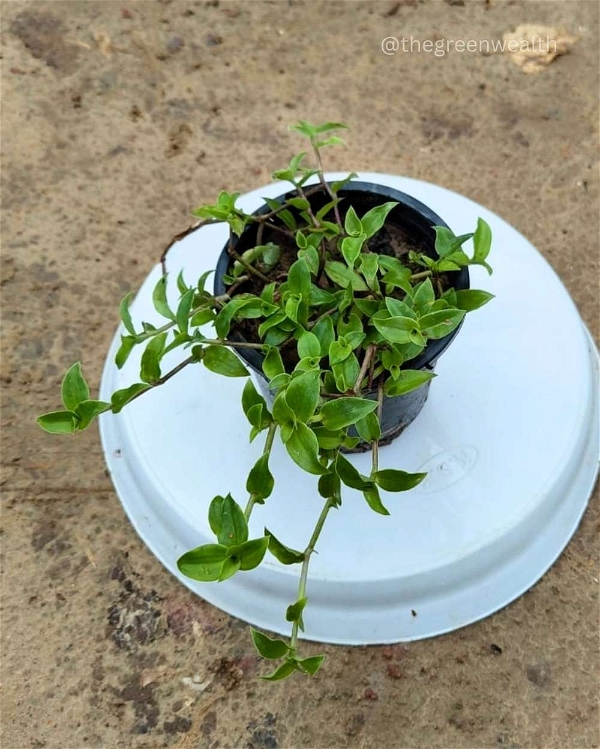 Turtle Vine - 4 Inch Grow Planter