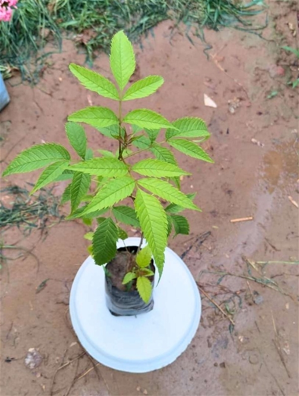 Tecoma Plant - 7 Inch Grow Planter
