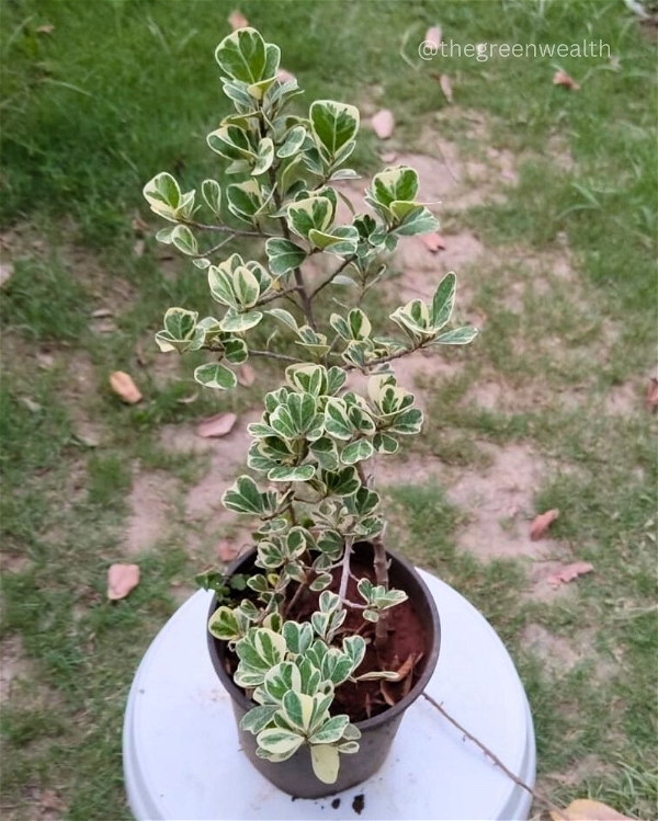 Ficus Variegated  - 6 Inch Nursery Pot
