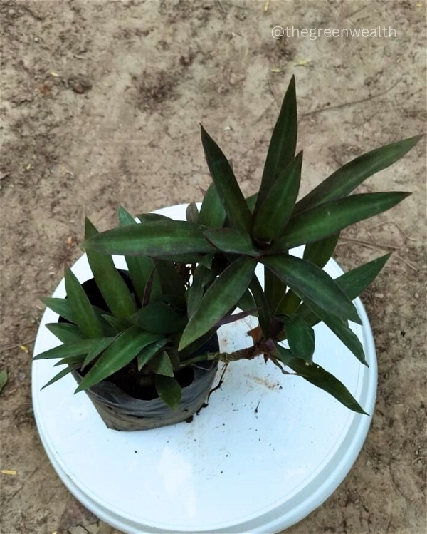 Dorangiya Plant - 4 Inch Grow Bag