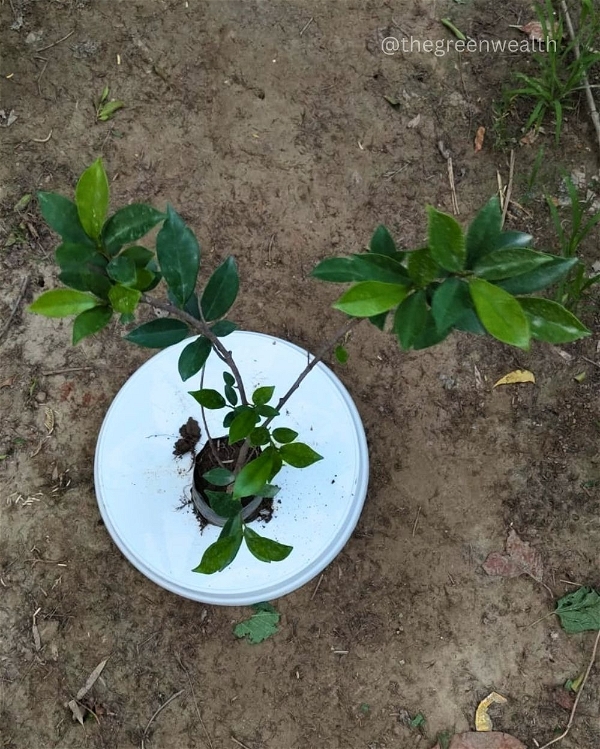 Ficus Panda - 4 Inch Grow Bag