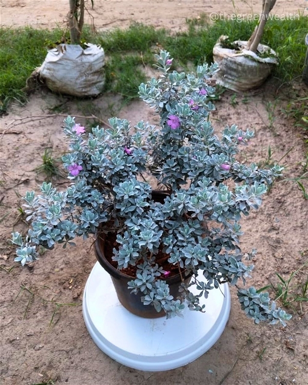 Texas Sage (Nikotia) Plant - 8 Inch Nursery Pot