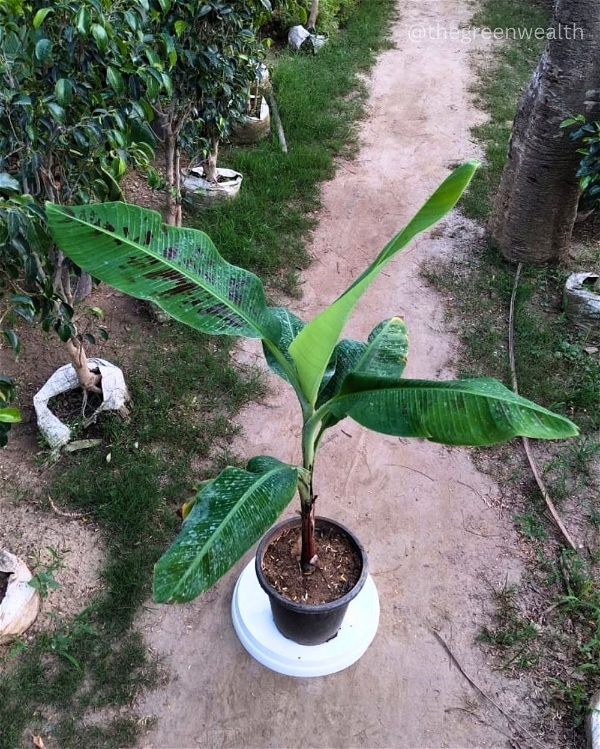Banana G9(Tissue Culture) - 10 Inch Nursery Pot