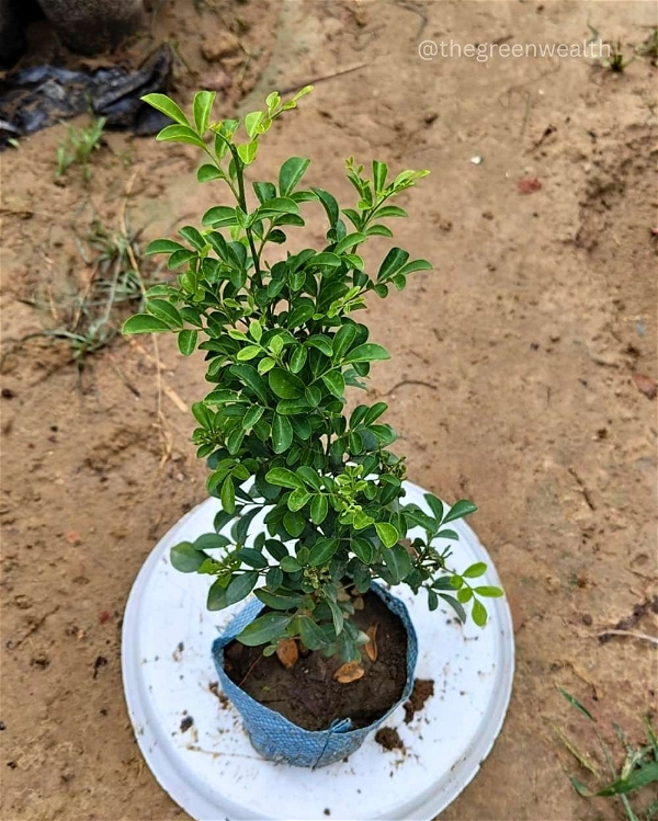 Kamini Plant - 7 Inch Grow Bag