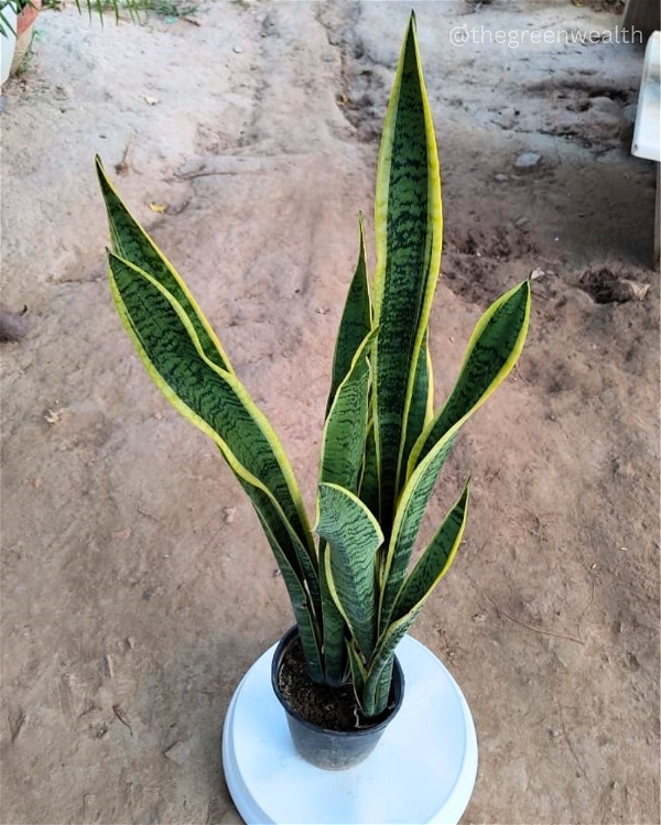 Snake Plant - 6 Inch Nursery Pot