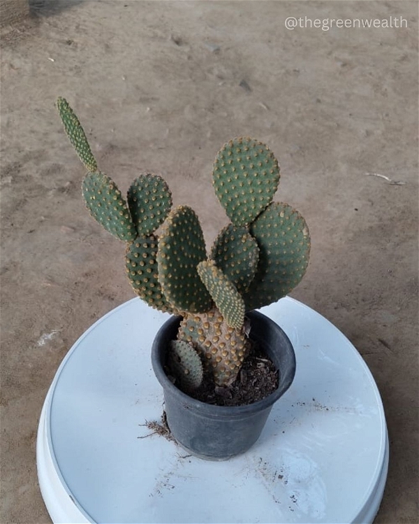 Nagfani Cactus - 6 Inch Nursery Bag