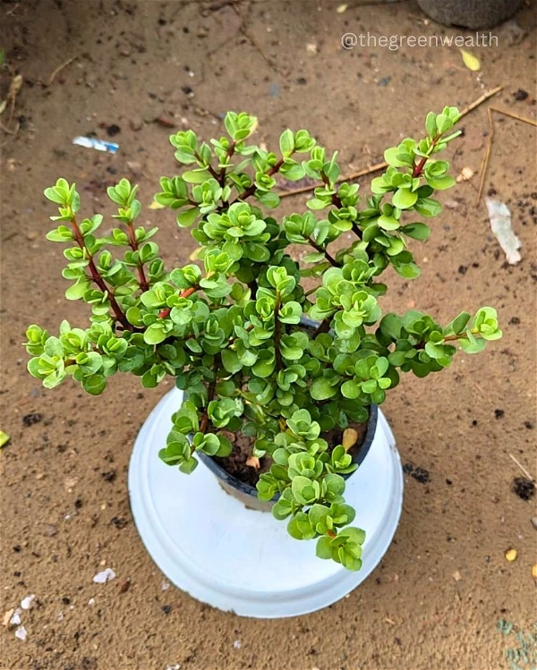 Bangalorey Jade / Big Leaf Jade - 6 Inch Grow Planter