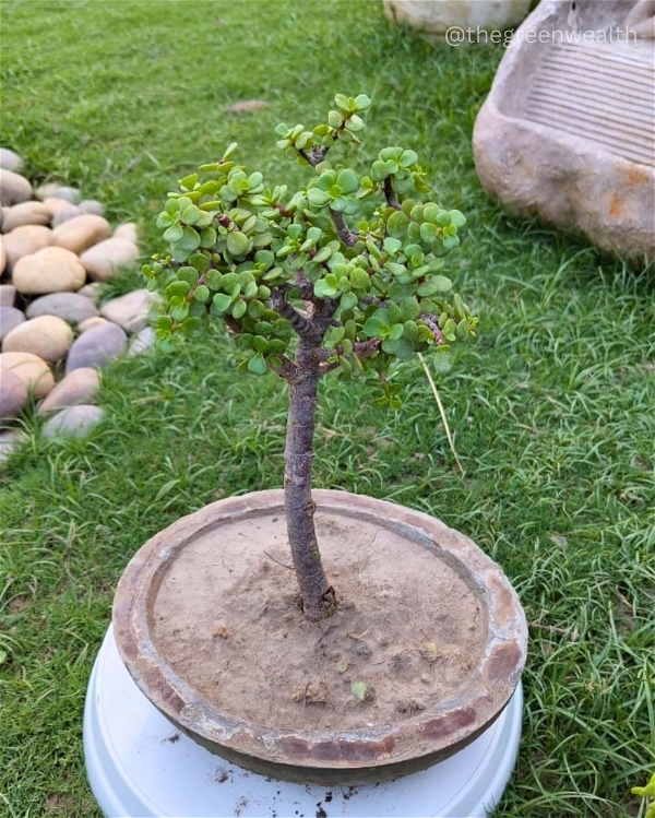 Jade Plant Bonsai(Small) - 6 Inch