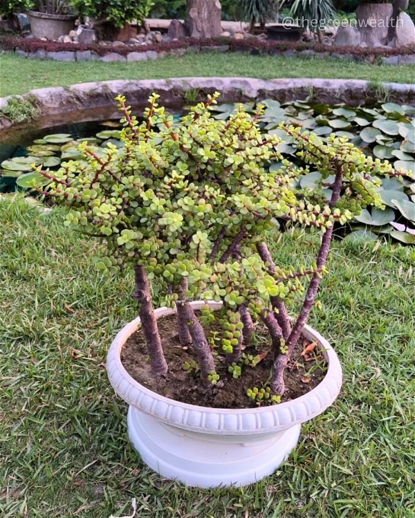 Jade forest 8-9 Plants - 12 Inch