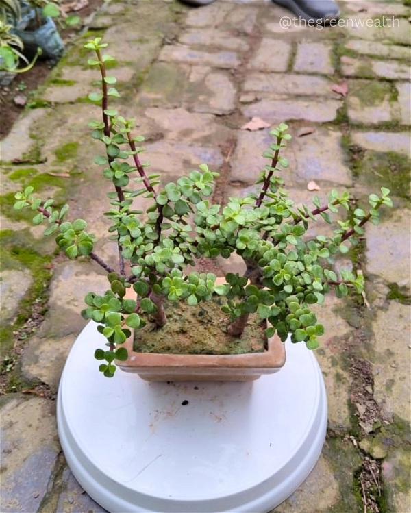 Jade Forest 2 Plant - Small Tray