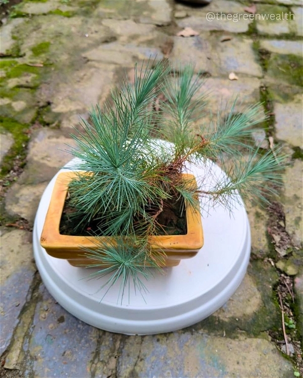Desi Pine - Small Tray