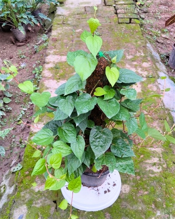 Maghai Paan - 10 Inch Nursery Pot