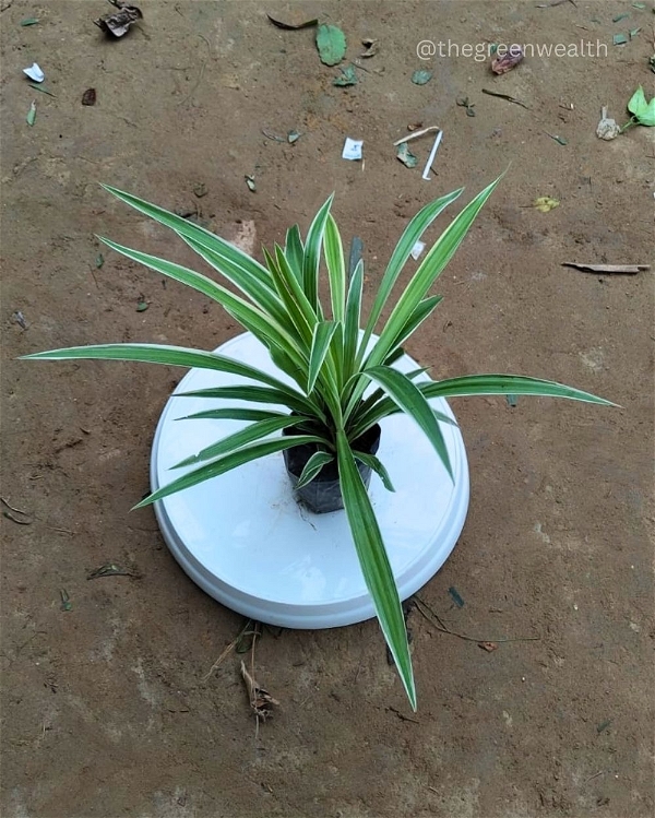 Spider Plant - 4 Inch Grow Bag