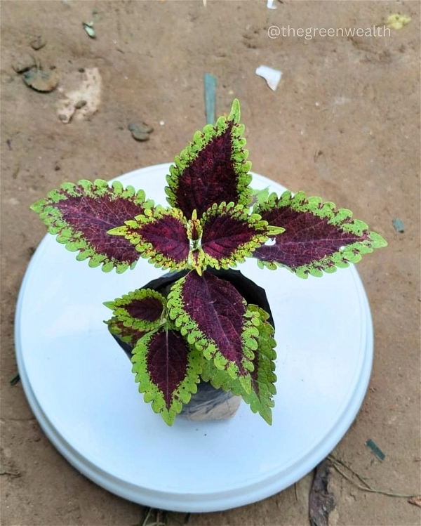 Coleus Plant - 4 Inch Grow Bag, Any Color