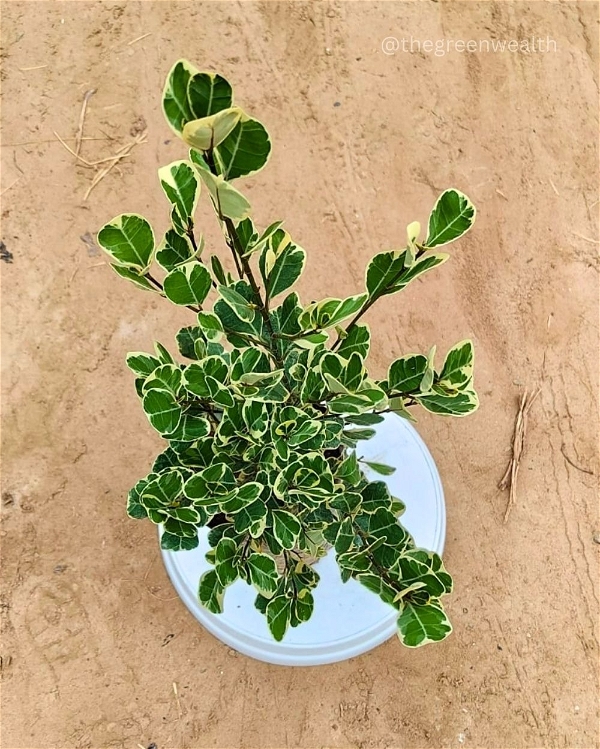Ficus Triangular  - 8 Inch Grow Bag