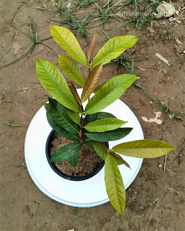 Laila Majnu - 5 Inch Grow Pot