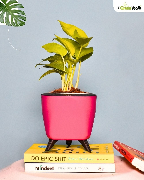 TGW Golden Money Plant with Self Watering Lagos Planter - 4 Inch, Pink