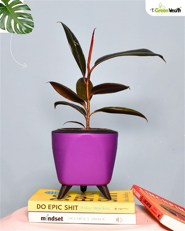 TGW Rubber Plant With Self Watering Lagos Planter - 4 Inch, Purple