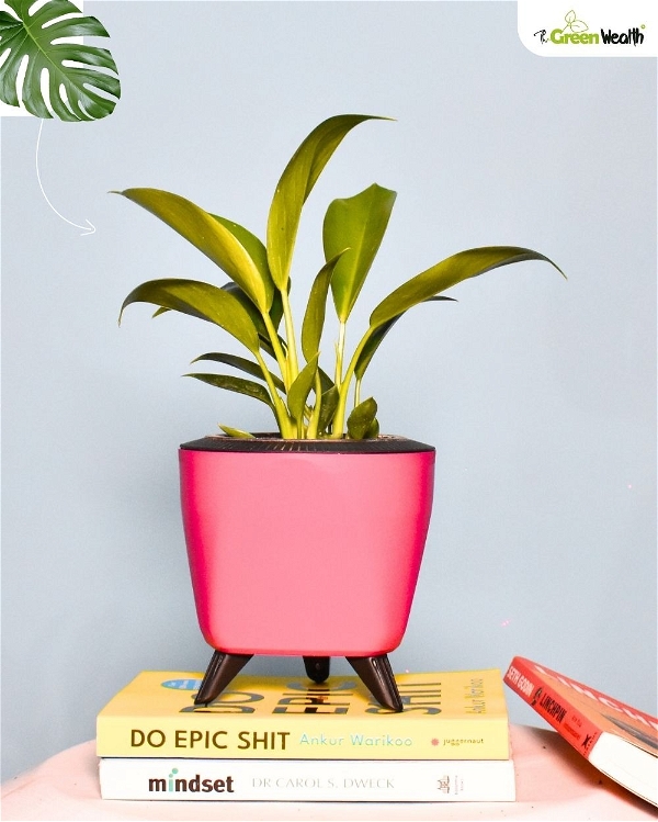 TGW Philodendron Birkin With Self Watering Lagos Pot - 4 Inch, Pink