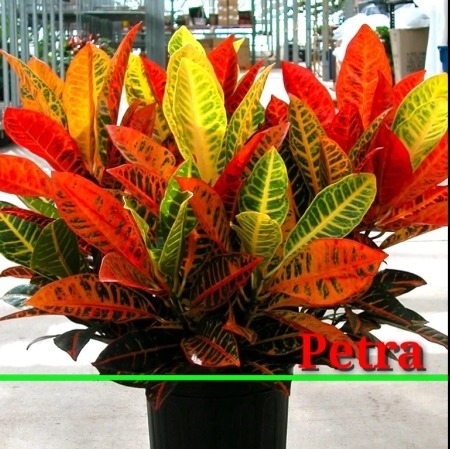 Petra Croton (50 Pcs.)