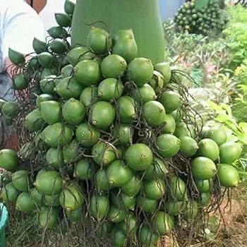 Arecanut (Vittal Areca Hybrid- 1) Seedling