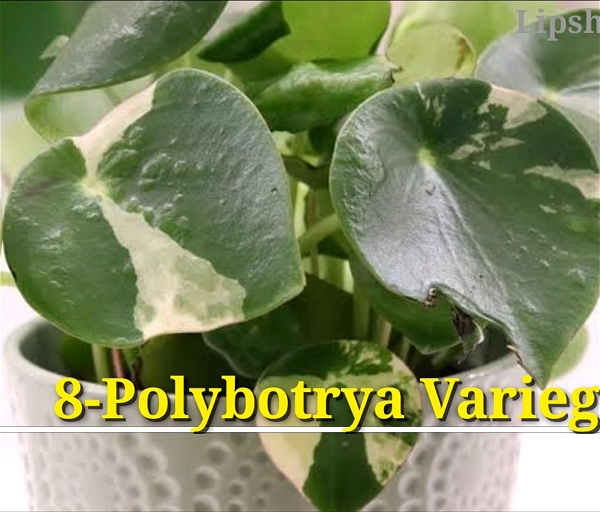 Peperomia Polybotrya Variegated