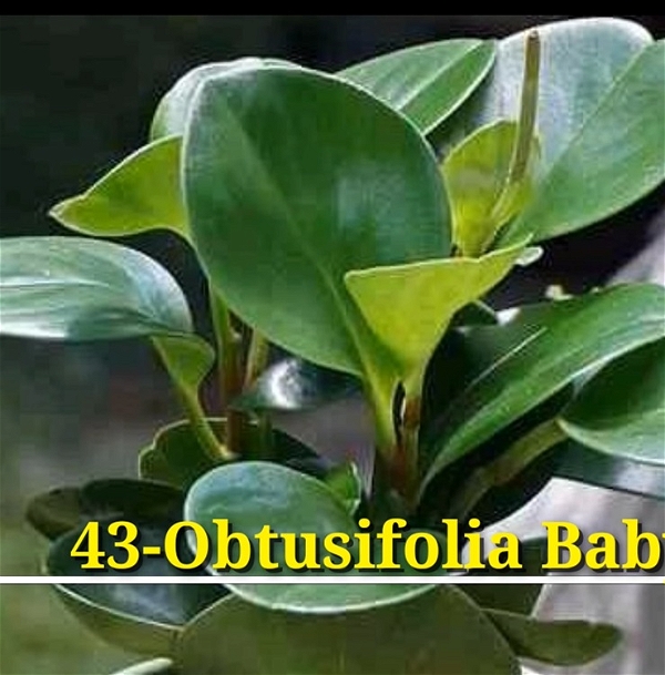 Peperomia Obtusifolia Baby Rubber