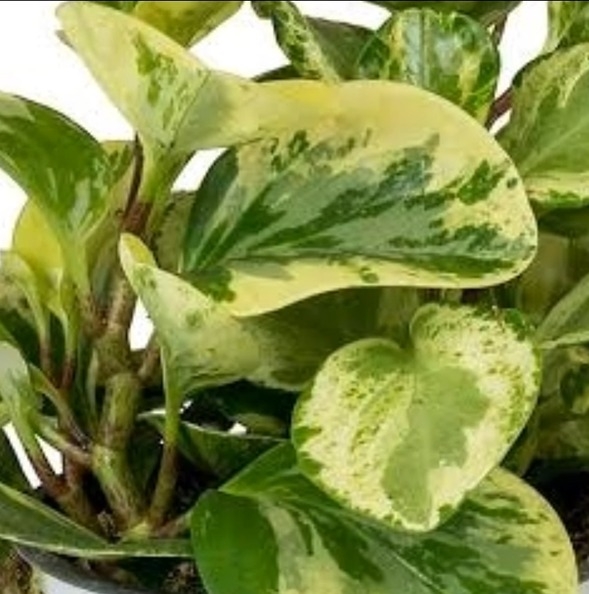 Peperomia Obtusifolia Baby Rubber Variegated Sapling