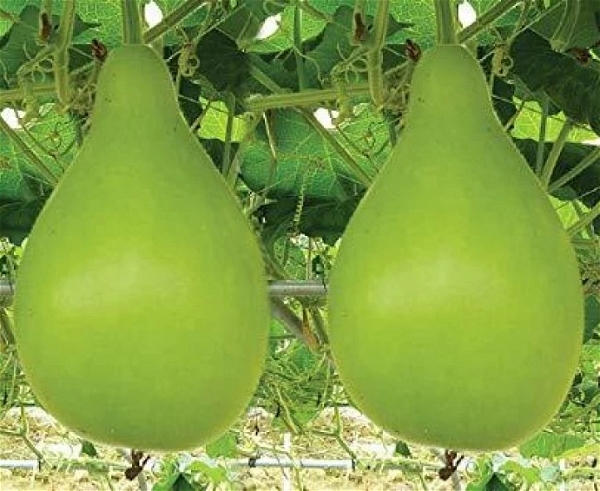 Bottle Gourd (Lauki) Seeds