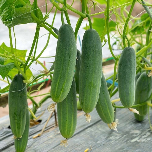 Cucumber (Kheera) Seeds