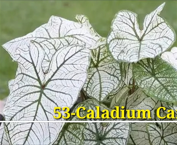 Caladium Candidum