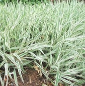 Ribbon Grass (Reed canary grass)