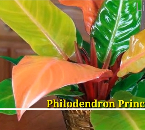 Philodendron Prince Of Orange