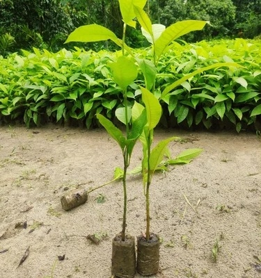 Titachapa plant sapling