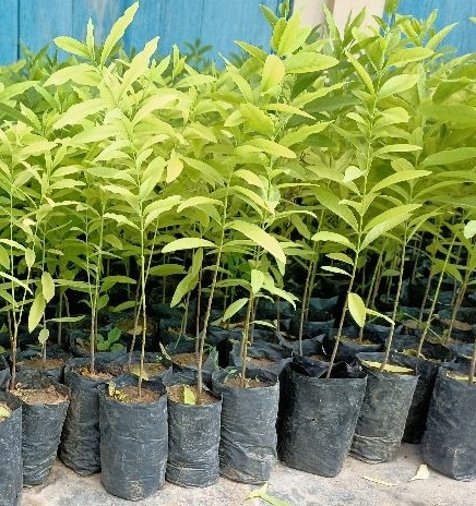 White Sandalwood Plant sapling