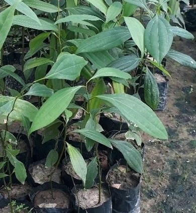 Cinnamon Plant Sapling